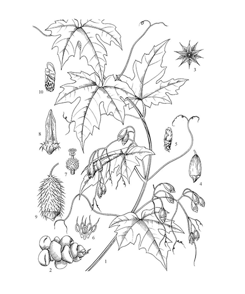 Natural compounds from  Bolbostemma paniculatum